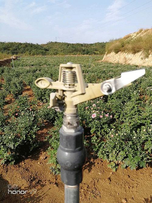 节水荔枝视频黄下载